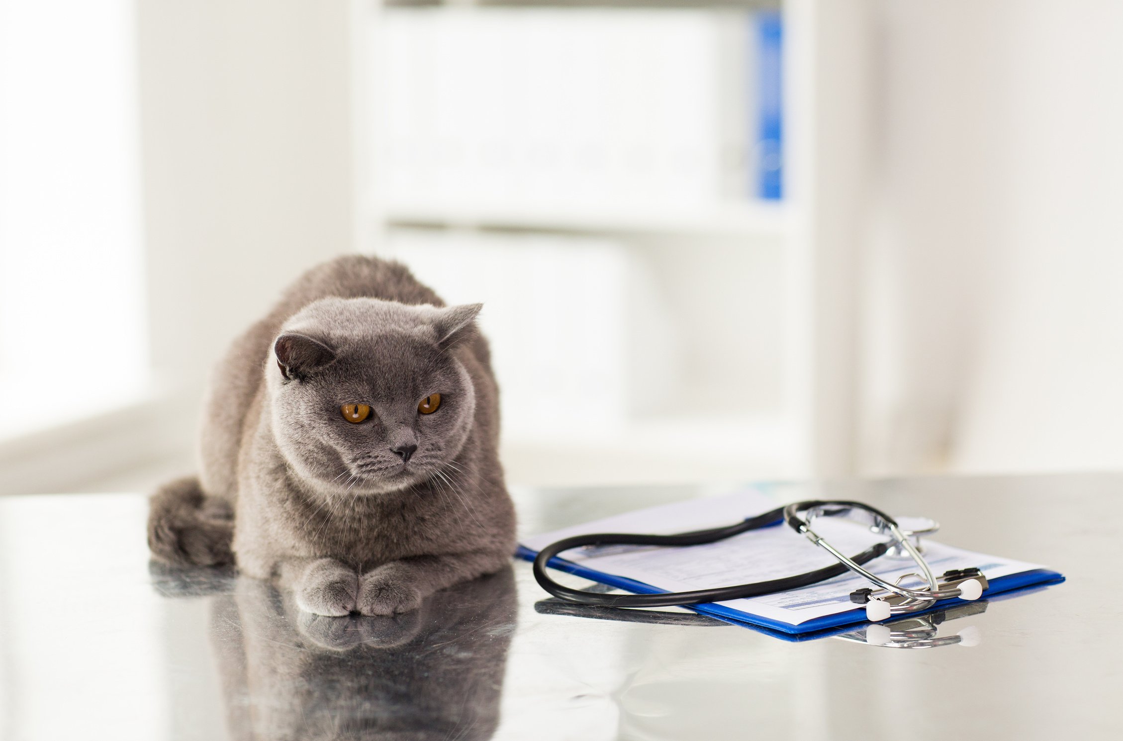 British Cat at Vet Clinic