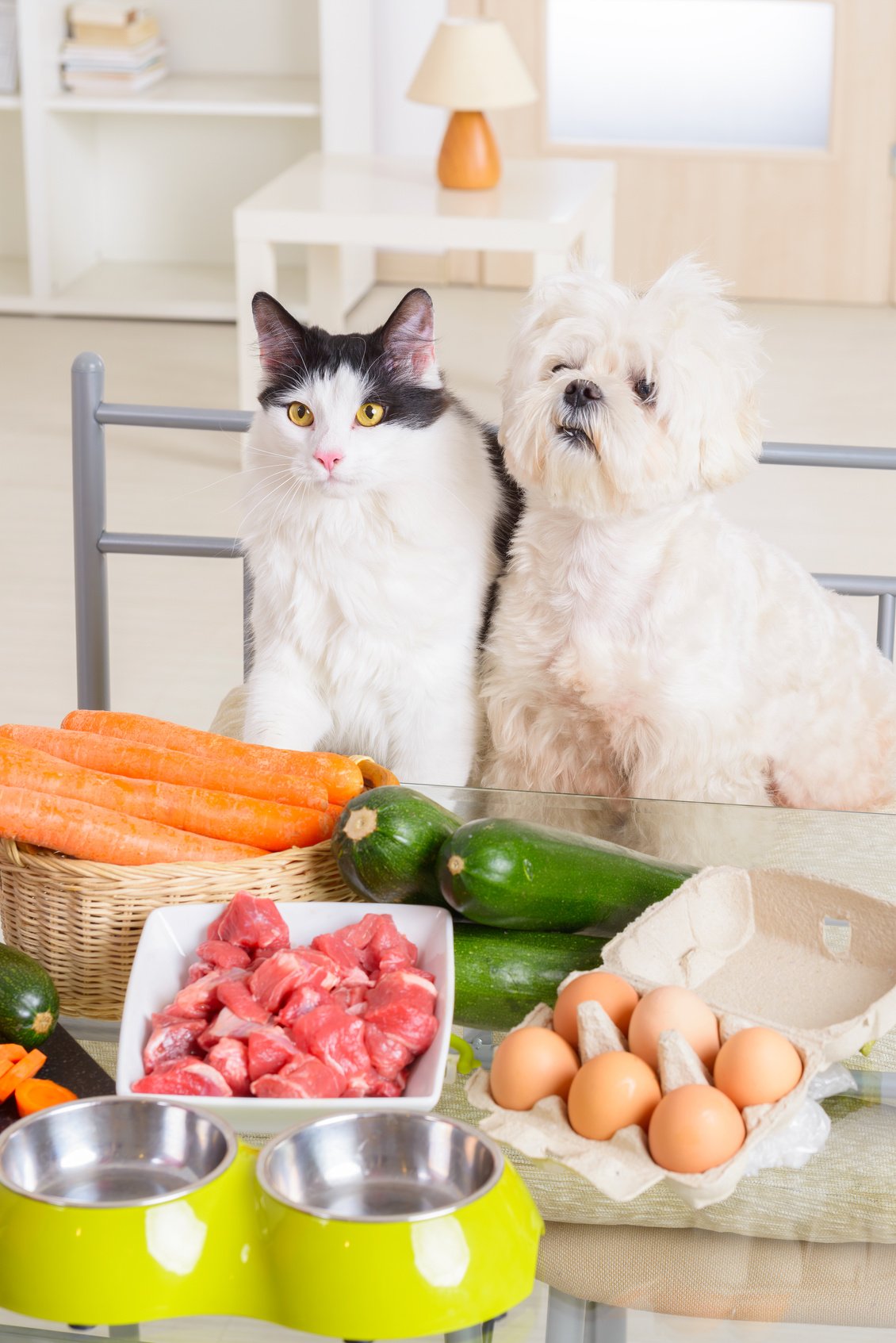 Small dog and cat observe the preparation of natural organic food