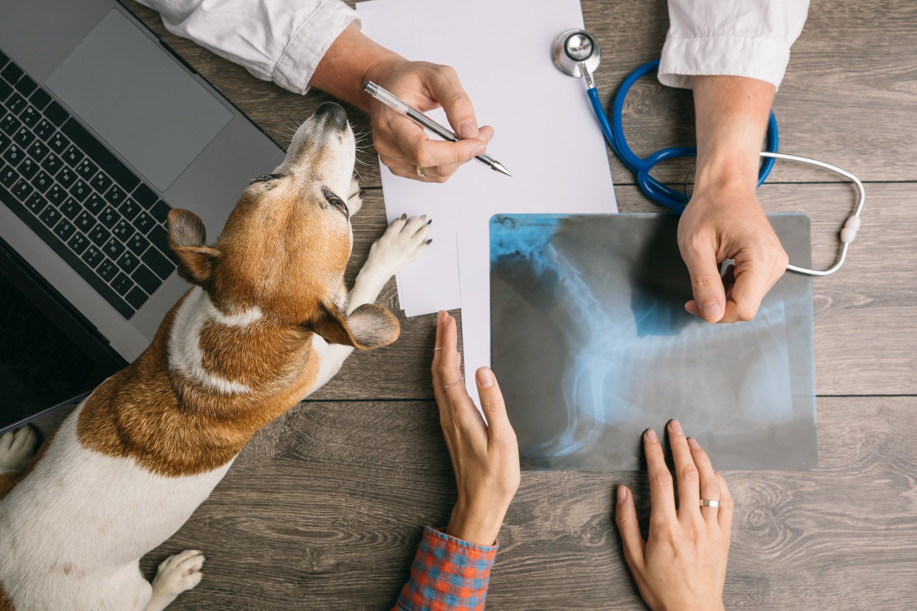 Vet visiting with dog Jack Russell terrier. Doctors desk from the top. X-ray consultation